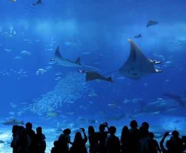 Fotolia_67101694_S-387557-edited.jpg A Transferable Letter of Credit Helps Build a World-Class Aquarium | Shipping Solutions